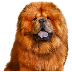 Super Fluffy Chow Sticker