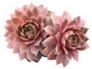 Supervivum Red Rubin Succulents Sticker