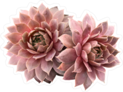 Supervivum Red Rubin Succulents Sticker
