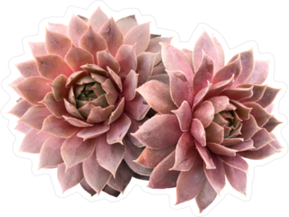 Supervivum Red Rubin Succulents Sticker