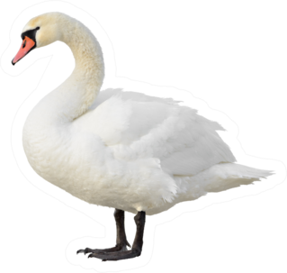 Swan Standing Isolated On White Sticker