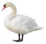 Swan Standing Isolated On White Sticker