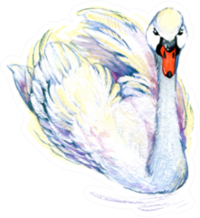 Swan Watercolor Illustration Sticker
