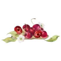 Sweet Cherry Sticker