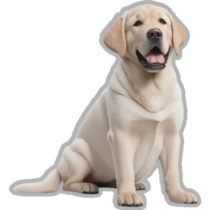 Sweet Labrador Retriever Smile Sticker