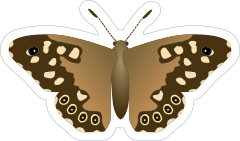 Sweet Spotted Butterfly Sticker