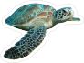Swimming Turtle Sticker