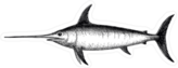 Swordfish Illustration Sticker