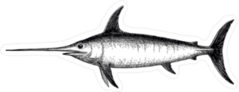 Swordfish Illustration Sticker