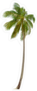 Tall Coconut Palm Tree Sticker