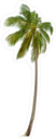 Tall Coconut Palm Tree Sticker