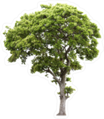 Tall Green Tree Sticker
