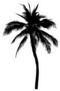 Tall Leaning Palm Tree Sticker