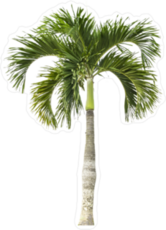 Tall Palm Tree Sticker