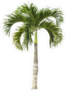 Tall Palm Tree Sticker