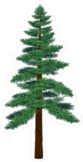 Tall Pine Tree Sticker