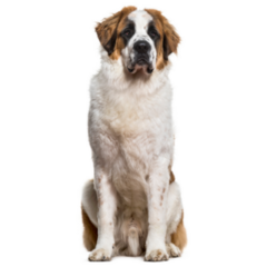 Tall St. Bernard Sticker