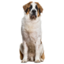 Tall St. Bernard Sticker