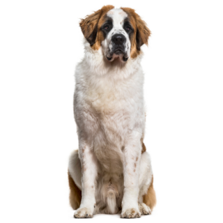 Tall St. Bernard Sticker