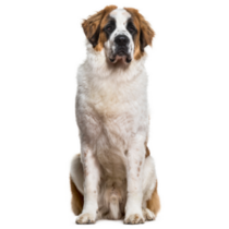 Tall St. Bernard Sticker