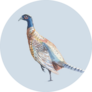 Tall Watercolor Partridge Bird Sticker