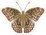 Tan and Brown Butterfly Sticker