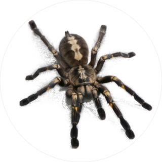 Tarantula Sticker