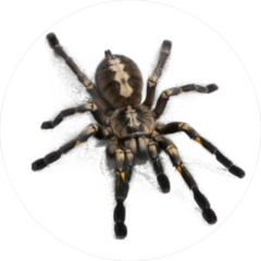 Tarantula Sticker