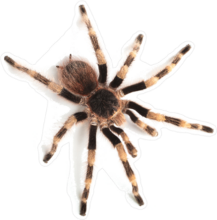 Tarantula with Striped Legs Sticker