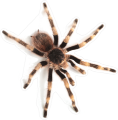 Tarantula with Striped Legs Sticker