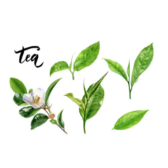 Tea Leaves Watercolor Illustration Sticker