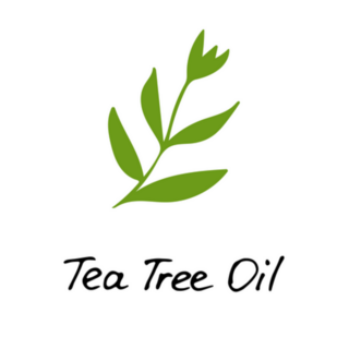Tea Tree Oil Plant Illustration Sticker