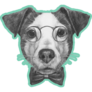 Teal Jack Russel Sticker