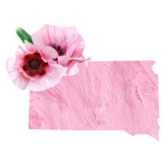 Tender Pink Color State South Dakota Sticker