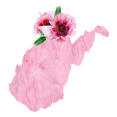 Tender Pink Colors State West Virginia Sticker