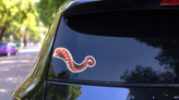 Tentacle Of Squid Isolated On White Sticker on a Rear Car Window (New) example