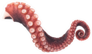 Tentacle Of Squid Isolated On White Sticker