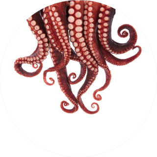 Tentacles Of Squid Circle Sticker