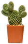 Terracotta Potted Cactus Sticker