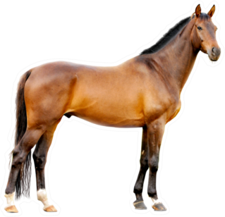 The Bay Horse Isolated On White Sticker