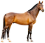The Bay Horse Isolated On White Sticker