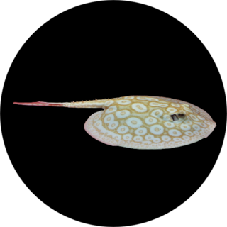 The Beautiful Albino Pearl Ray On Isolated Black Sticker