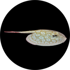 The Beautiful Albino Pearl Ray On Isolated Black Sticker