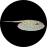 The Beautiful Albino Pearl Ray On Isolated Black Sticker