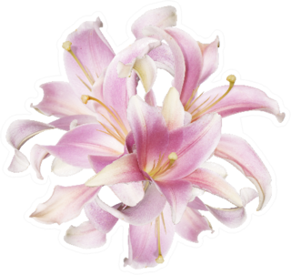 The Beautiful Bouquet Pink Lily Sticker