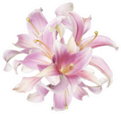 The Beautiful Bouquet Pink Lily Sticker