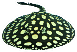 The Black Diamond Stingray (leopoldi Or Polka Dot Stingray) Sticker