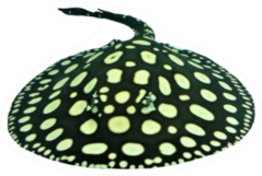 The Black Diamond Stingray (leopoldi Or Polka Dot Stingray) Sticker