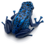The Blue Poison Dart Frog Sticker