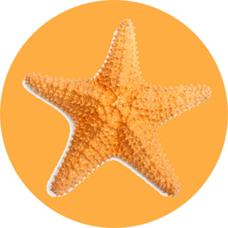 The Caribbean Starfish On A White Background Sticker